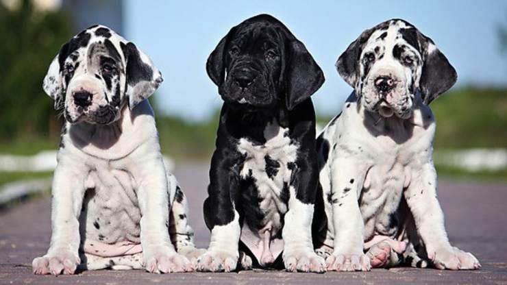 Razas de perros arlequín: especímenes de rara belleza Razas de perros con pelo de arlequín