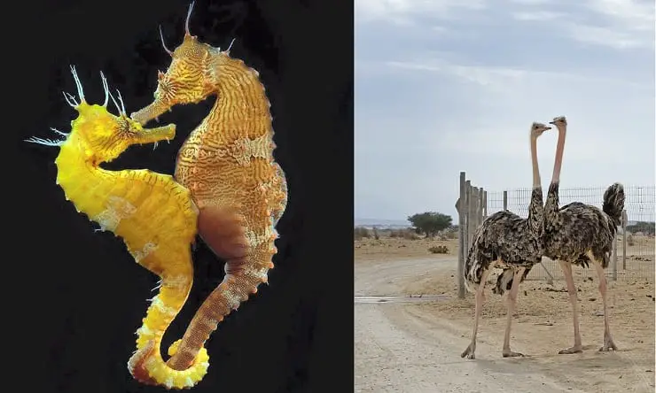 cortejo animal