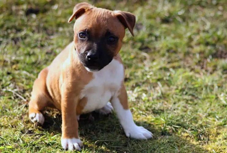 Cachorro de Staffordshire Bull Terrier