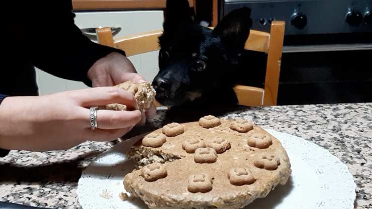 Tarta casera para perros y humanos: un postre para disfrutar juntos -VIDEO-  Vida con Mascotas ▷➡️