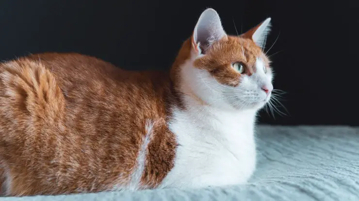 Gato embarazada Vitamina B9 en la gata preñada