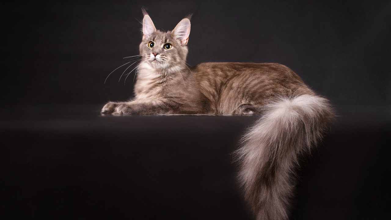Coon principal en el sofá ¿Cuántas razas de gatos existen en el mundo?