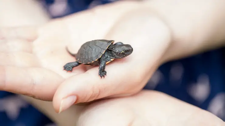 Tortuga bebé en mano Tortuga bebé