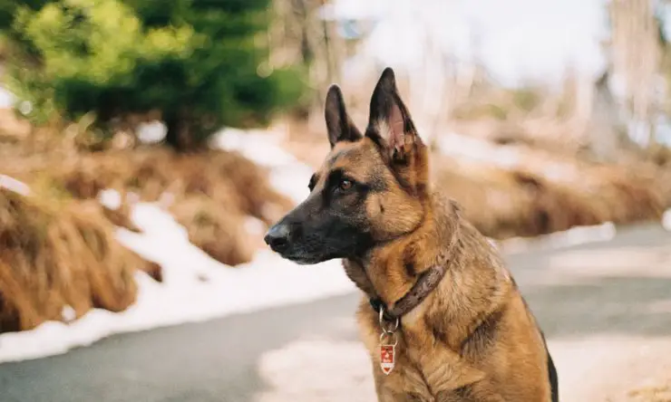 los perros reconocen los tumores por el olfato Perro pastor alemán olfatea reconoce tumores cáncer de tumor
