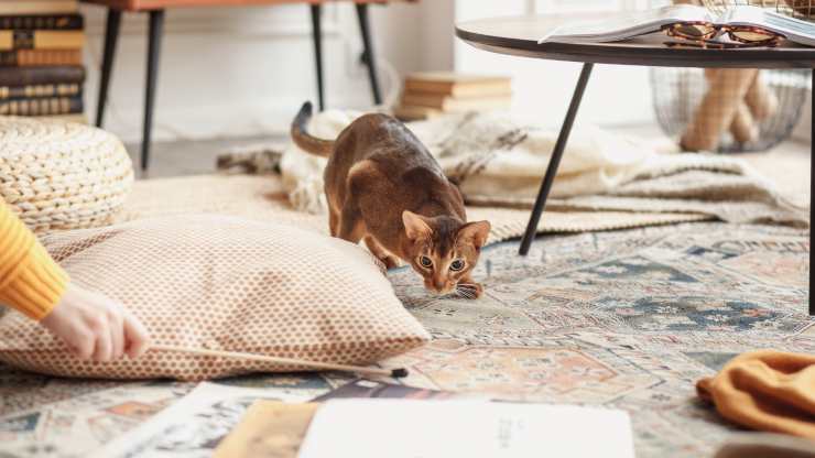 gato corriendo en la sala de estar porque el gato esconde cosas