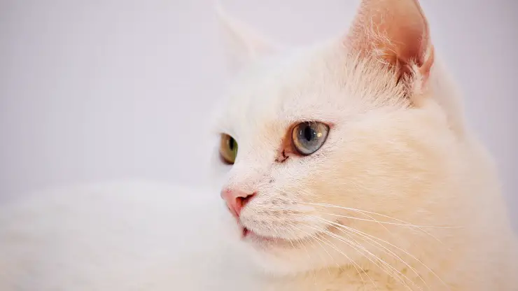Porque el gato se burla de nosotros Porque el gato se burla de nosotros