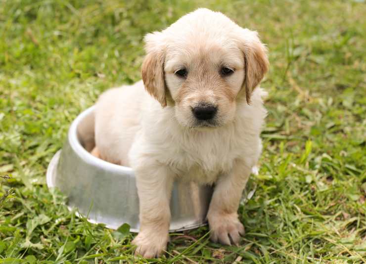 El perro lleva el cuenco El perro lleva el cuenco