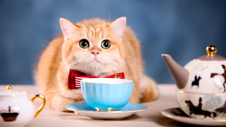 ¿Puede el gato beber té verde? que saber sobre esta bebida el gato puede beber té