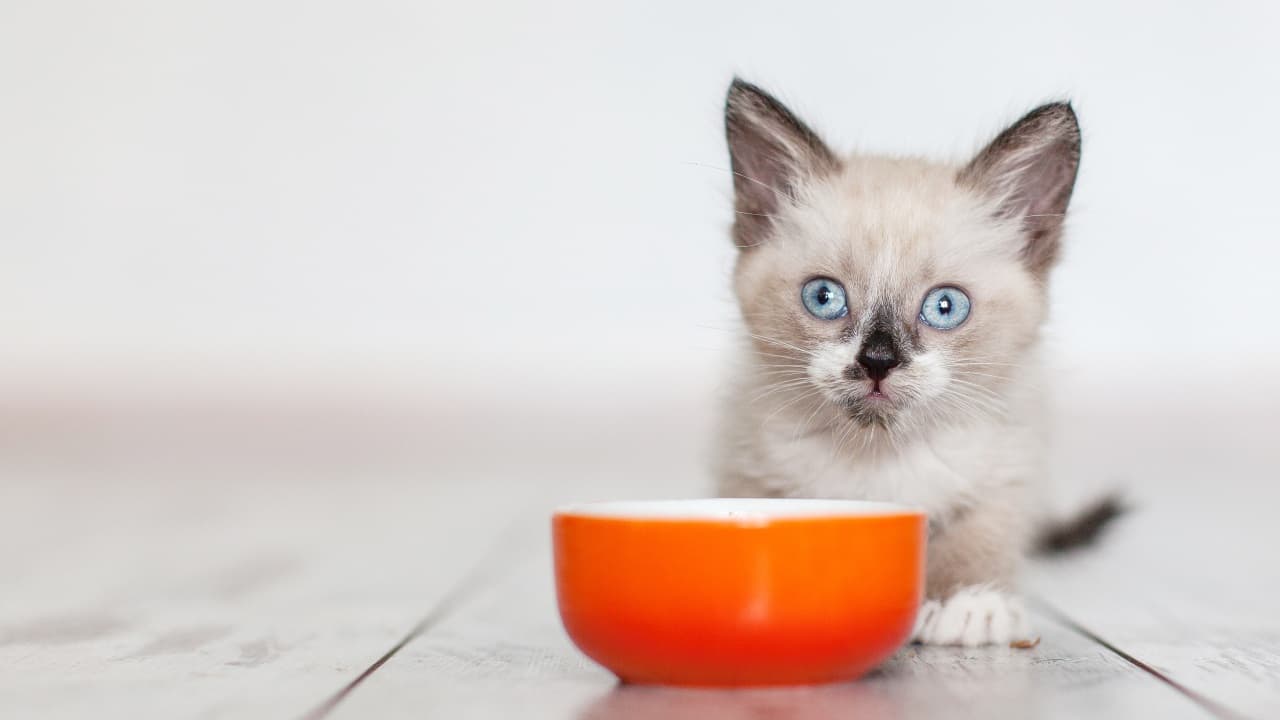 Gatito con su cuenco ¿Puede el gato comer langosta?