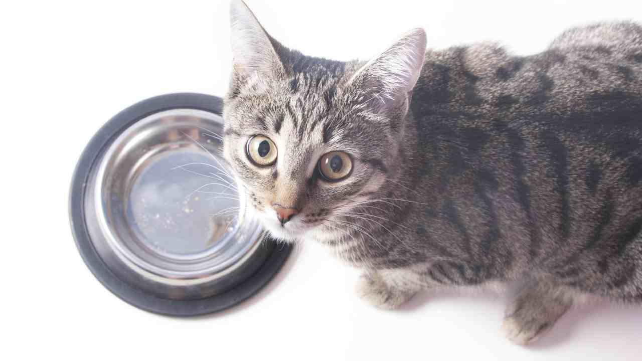gato con cuenco vacío ¿Pueden los gatos comer vieiras?