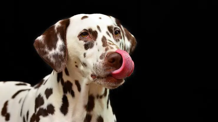 El perro puede comerse la bechamel El perro puede comerse la bechamel