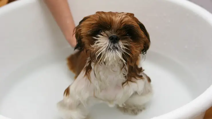 Perro, cachorro, bañarse Baño de cachorros
