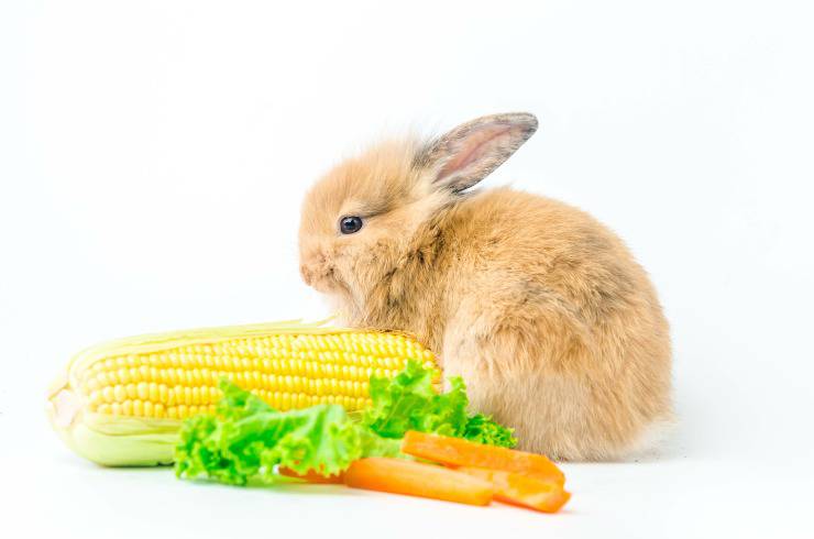 Puede el conejo comer pasta? ¿Existe algún riesgo para el animal? - Vida  con Mascotas ▷➡️