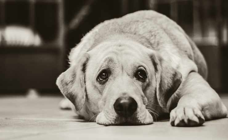 El perro triste (foto Pixabay)