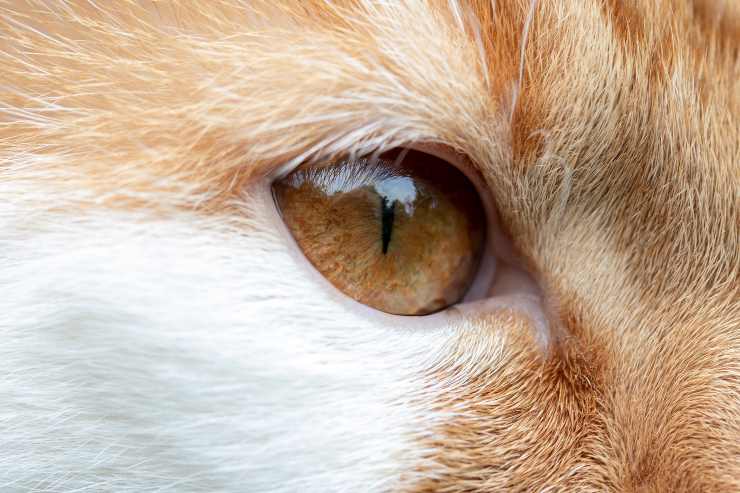 Úlcera Corneal En Gatos Lo Que Es Importante Que El Felino Sepa Vida Con Mascotas ️ 5236