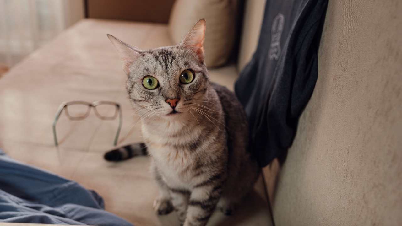 Cómo deshacerse de la orina de gato y su olor de las telas - Vida con  Mascotas ▷➡️