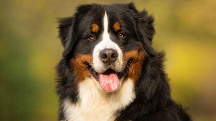 Perro de montaña de Bernese Perro de montaña de Bernese