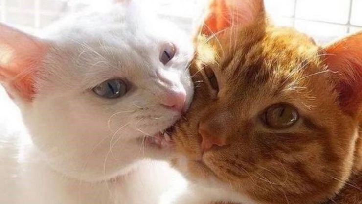gato muerde la mejilla de otro gato