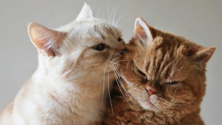 gatos tiernos