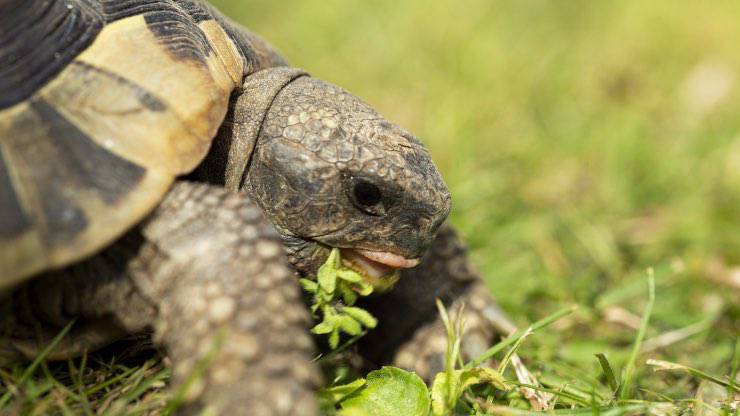 Tortuga comiendo Tortuga