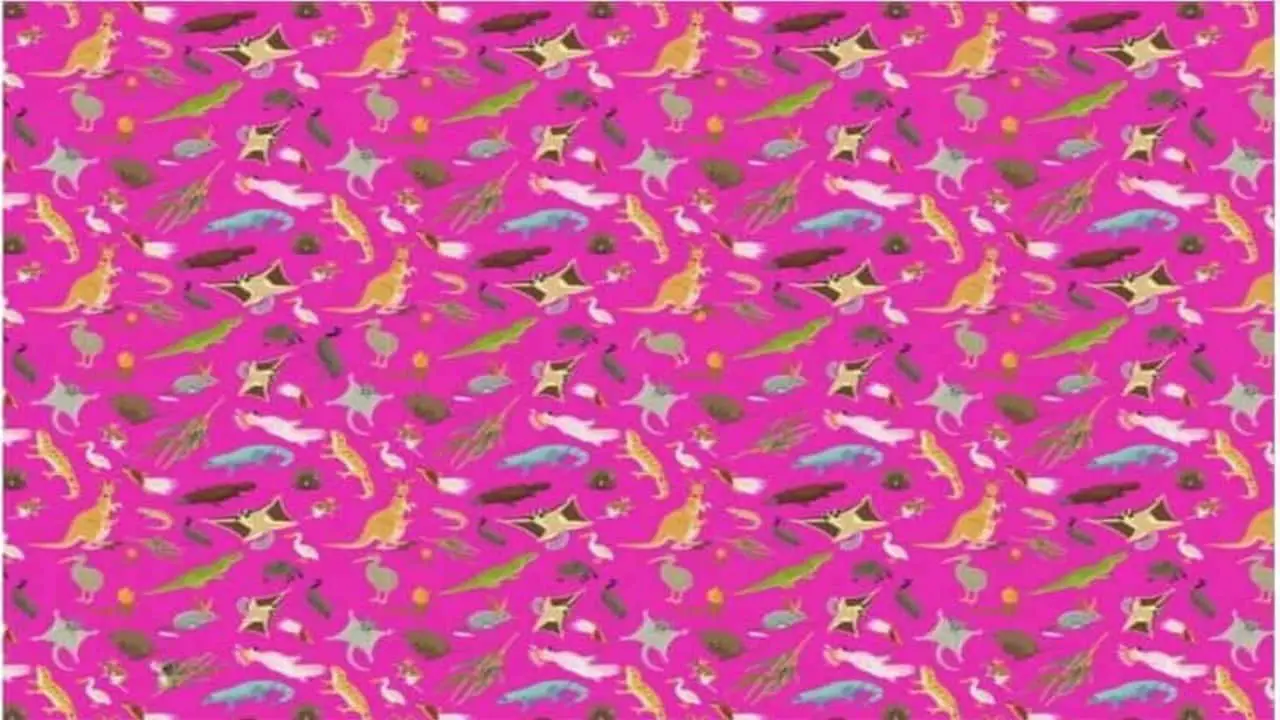 Prueba visual impactante encuentra el koala escondido entre otras