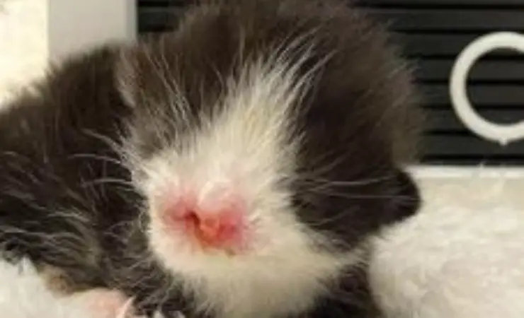 Gato Muppet sin ojos