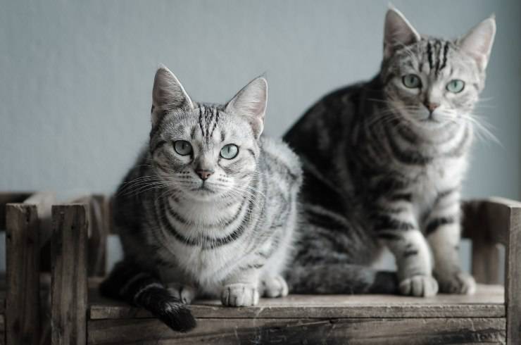 dos gatos en el banco debido American Shorthair