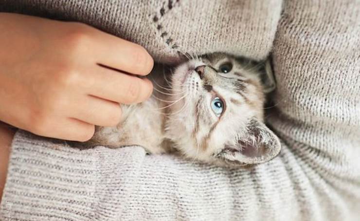 abrazo gato