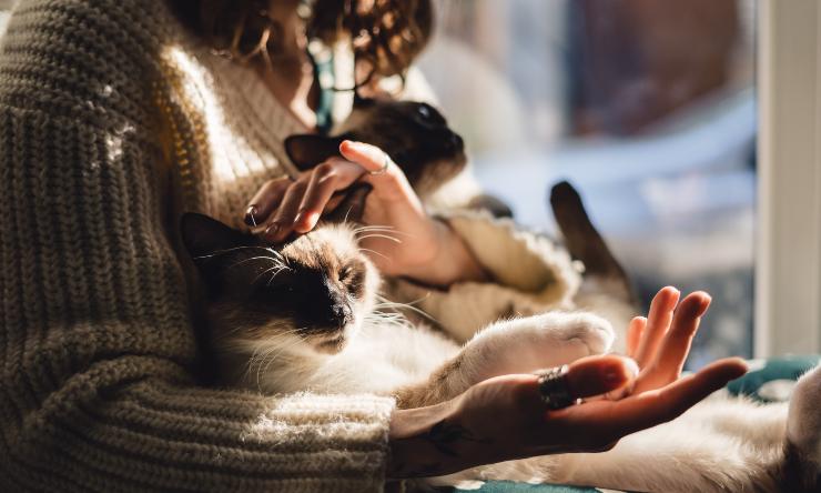 el gato reduce el estrés porque