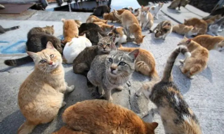 Perreras cubiertas quemadas Gatos callejeros