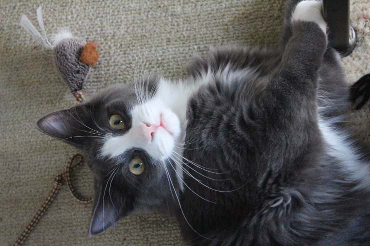 El felino y su actitud