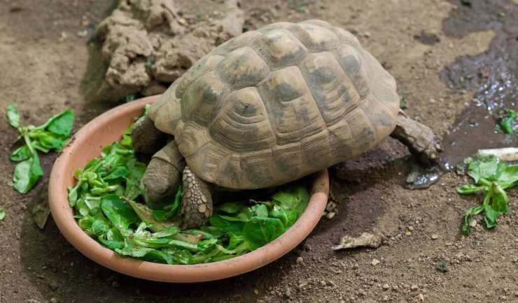 tortuga comiendo