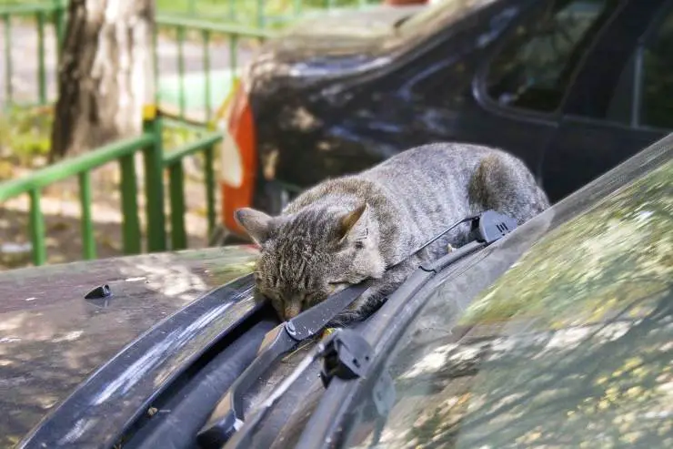 Gato duerme en el coche