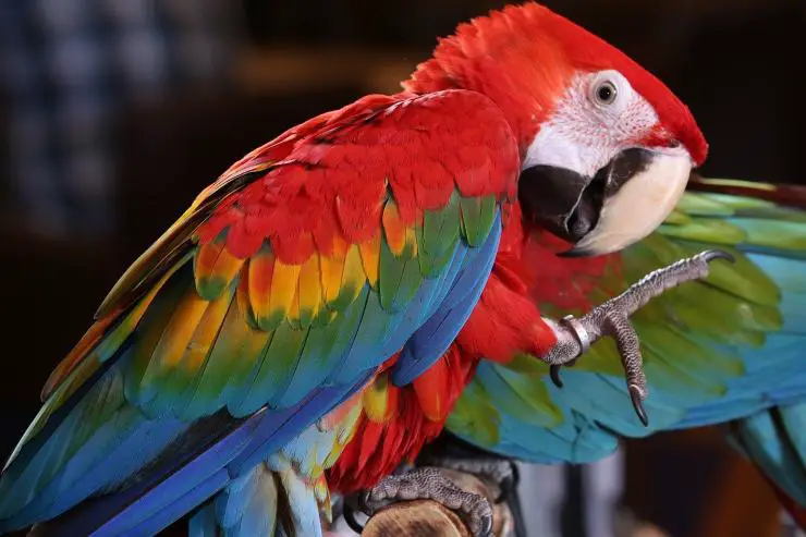Loro
