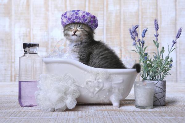 ¿Por qué los gatos le tienen miedo al agua? - El gato y el agua: rivales históricos