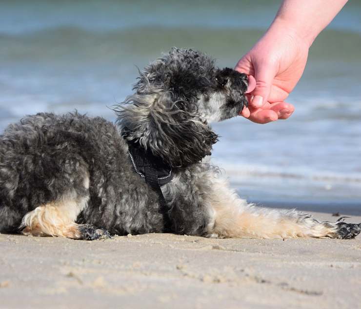 Alimentando al caniche desde cachorro hasta adulto Alimentando al caniche