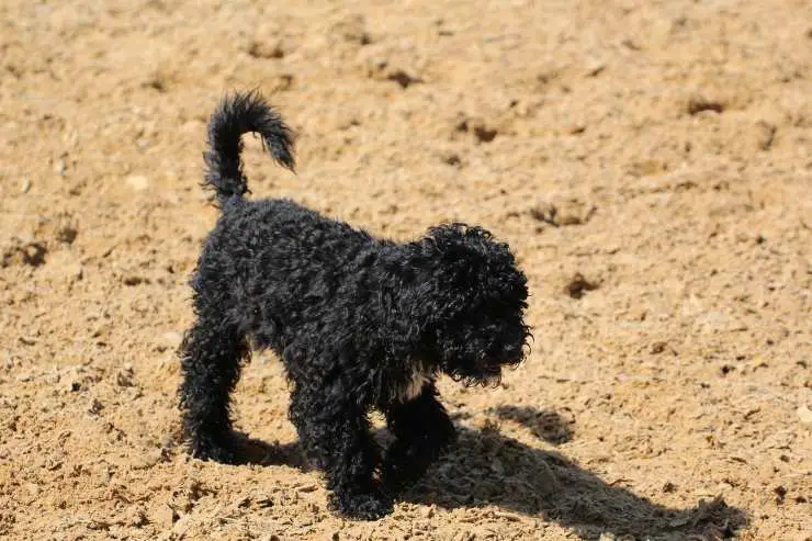 Caniche corriendo