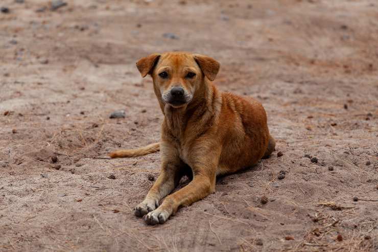 La actitud del perro