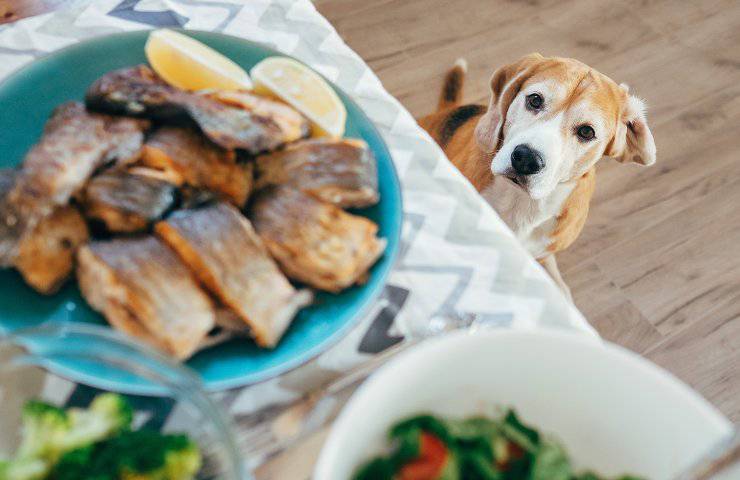 perro come pescado