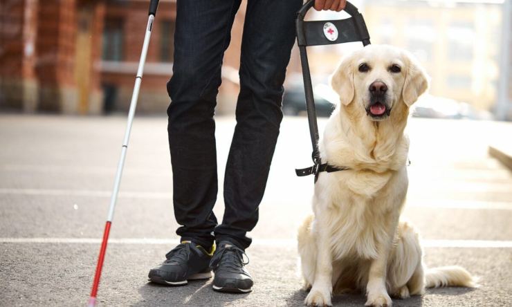 perros para discapacitados