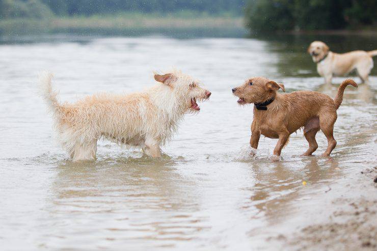 pelea entre perros