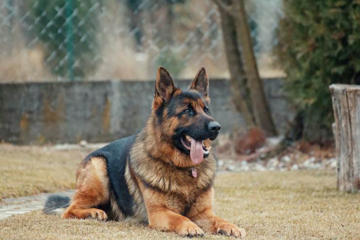 Perro seguro