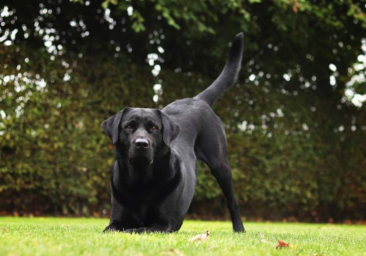 El perro más seguro de sí mismo
