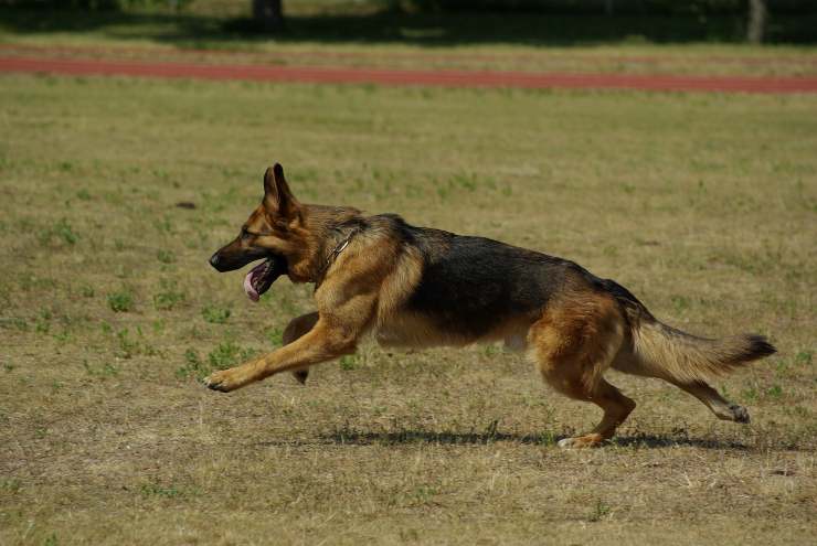 Raza de perro fuerte