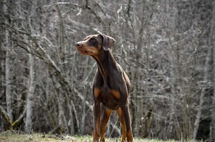 Perro revisa el área