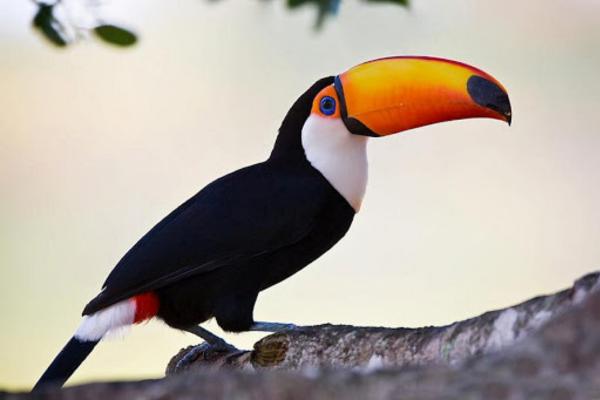 Animales con T - Tucano toco