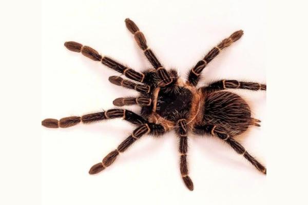 Animales con T - Tarántula