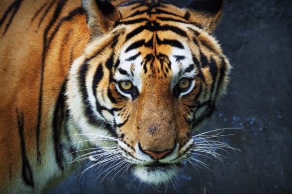 Animales con T - Tigre