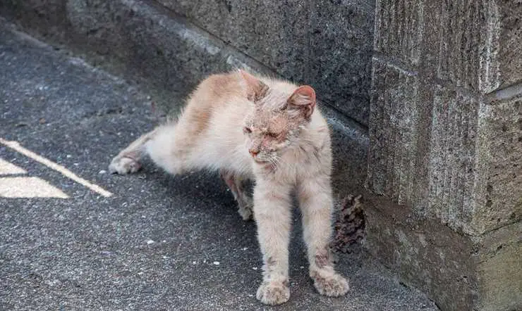 Transformación del gato Chataro
