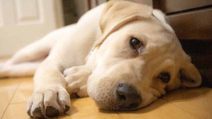 Perro con falta de apetito perro enfermo
